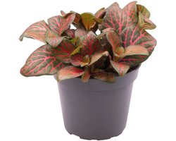Fittonia Joly Josan Red - Hoogte 10cm - Pot 6cm