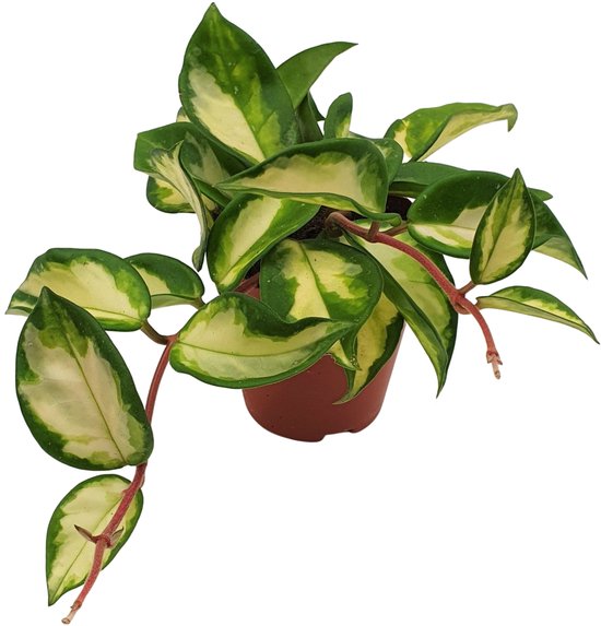 Hoya Carnosa 'Compacta' (Krulplant)