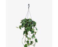 Scindapsus Pictus 'Argyraeus' - Hoogte 40cm - Pot 15cm
