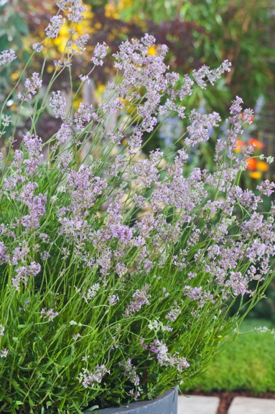 Set De 2 Lavandes Papillon 'Anouk' - Lavandula Stoechas - Pot 15cm, Hauteur 25-35cm - Plante Compacte Et Résistante