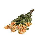 Abrikooskleurige gedroogde rozen | Rozen droogbloemen | 10 rozen per bos | Lengte 50 centimeter | Per bos te bestellen