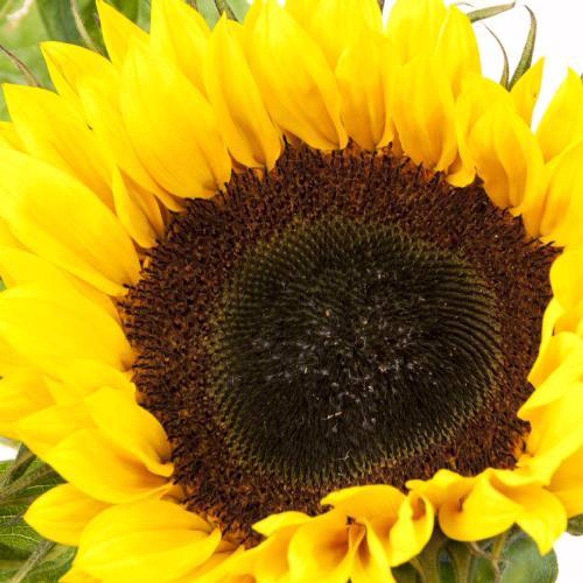 10x Helianthurium sunr.orange 60cm