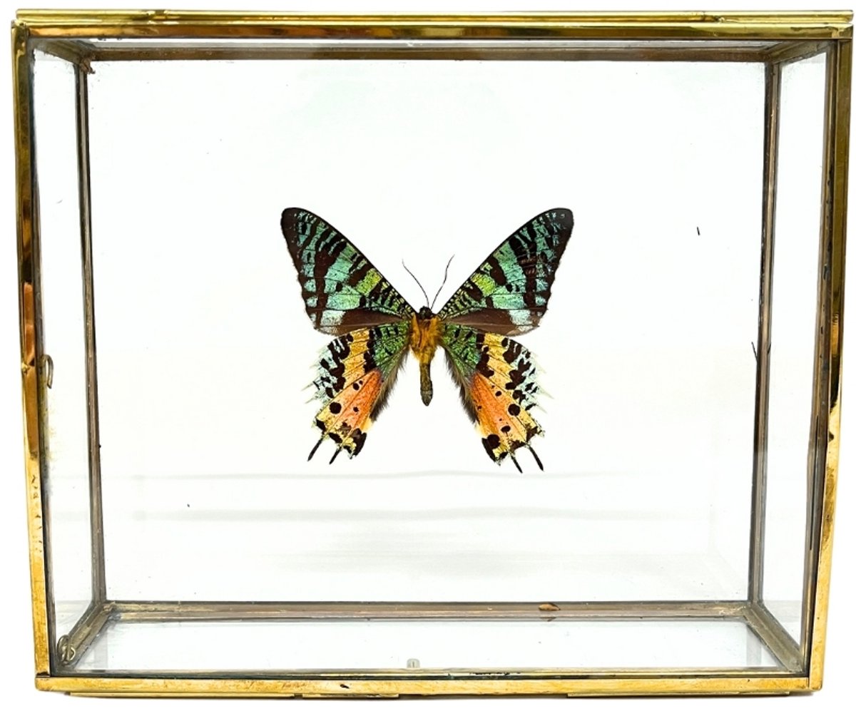 Regenboog Vlinder - Urania Ripheus in elegante glazen kistje met gouden rand