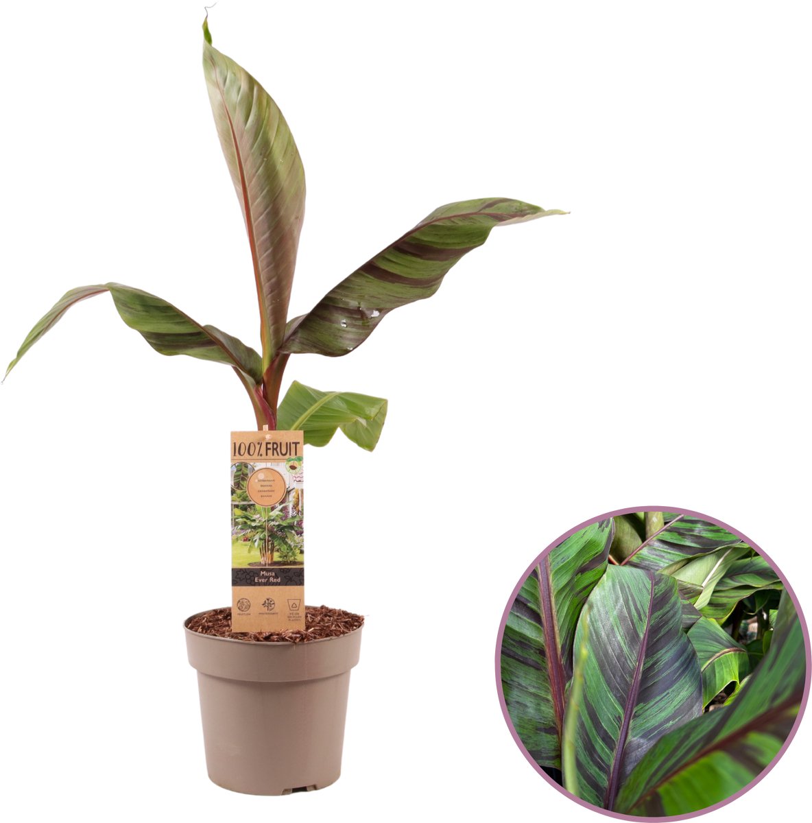 Bananenboom - Musa Ever Red - Tuinbanaan - hoogte 60-70cm - Pot 19-21 cm