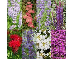 Plantenboetiek.nl | Borderpakket - Geurend - 8 Vaste planten - 1 m2 - Diversen kleuren - Weinig Onderhoud - Ø11cm - 20-50cm hoog - Tuinplant