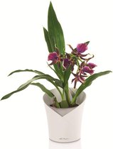 Lechuza - Orchidea  Wit mat ALL-IN-ONE