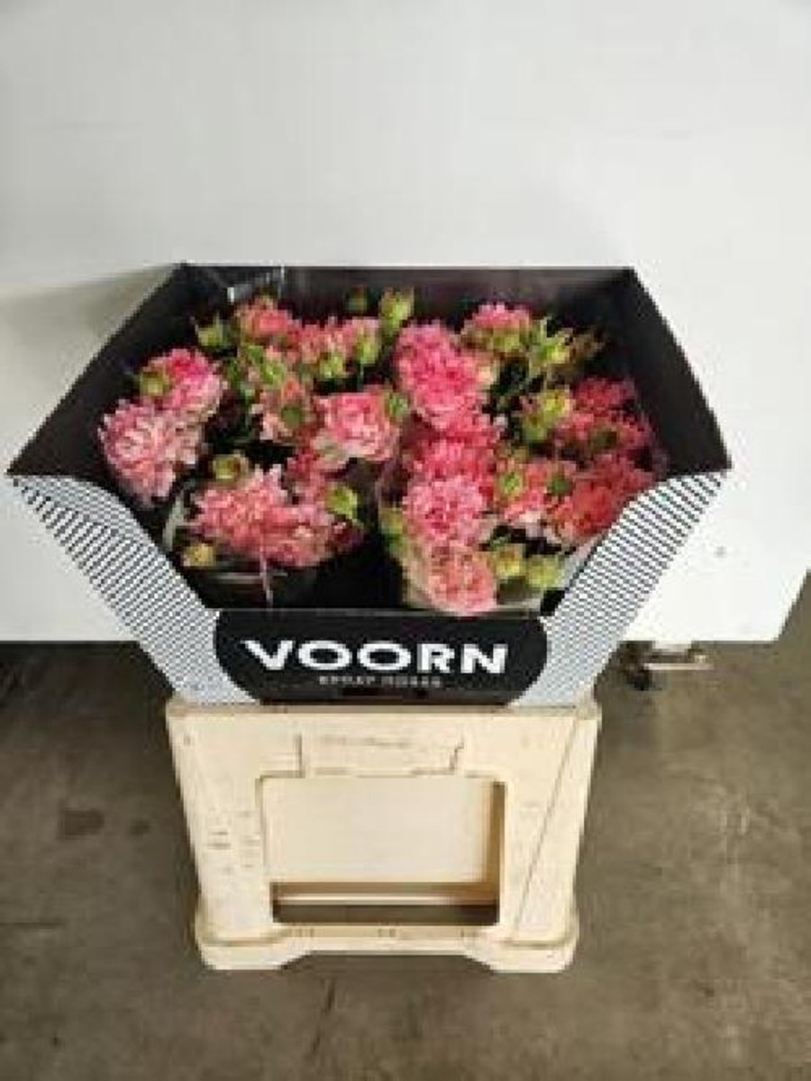 10x Rosa #sweety 50cm