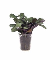 Calathea | Ctenanthe Amagris | 30cm | Vaasglas