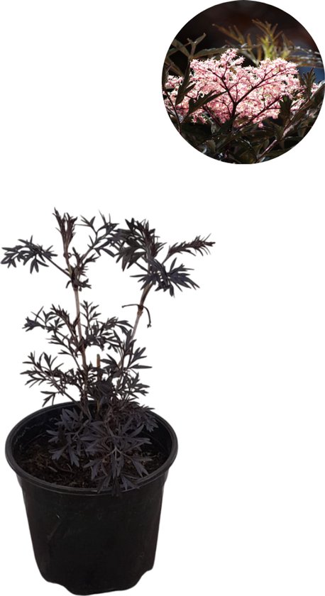 Sambucus nigra ‘Black Lace’ - Zwarte vlierbes - Plant