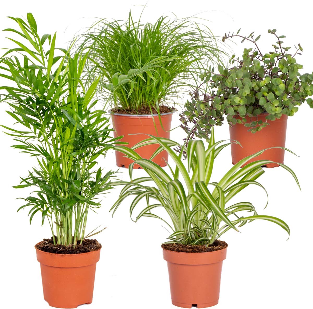 Bol.com Bloomique - Mix van 4 - Huisdiervriendelijke Mix - Cyprus Zumula - Callisia - Chamaedorea - Chlorophytum - Kamerplanten ... aanbieding