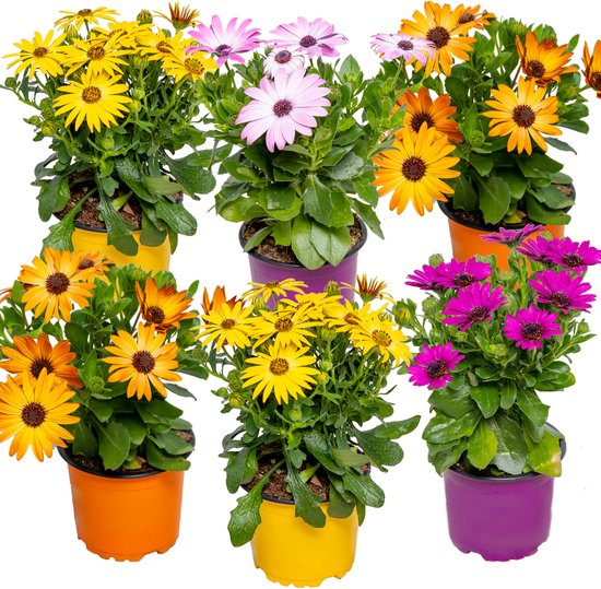 Bloomique - Mix van 6 Spaanse Margrieten