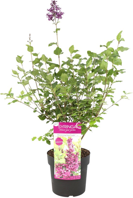 6x Dianthus mix – Anjer - 10.5 cm - 10-15 cm | Leen Bakker