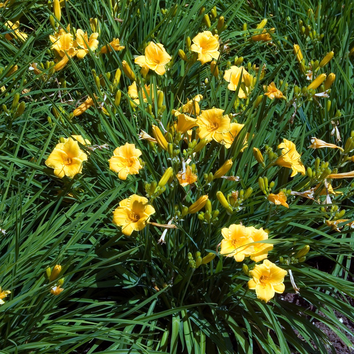 Bloomique - Set van 3 - Hemerocallis Stella d'Oro - Daglelie - Tuinplanten - Winterhard - Hoogte 10-20 cm - Pot 9x9 cm
