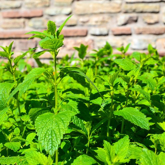 8 planten tegen muggen 5 Set van 3 - Melissa Officinalis - Citroenmelisse tegen muggen - Tuinplanten - Winterhard - Hoogte 10-20 cm
