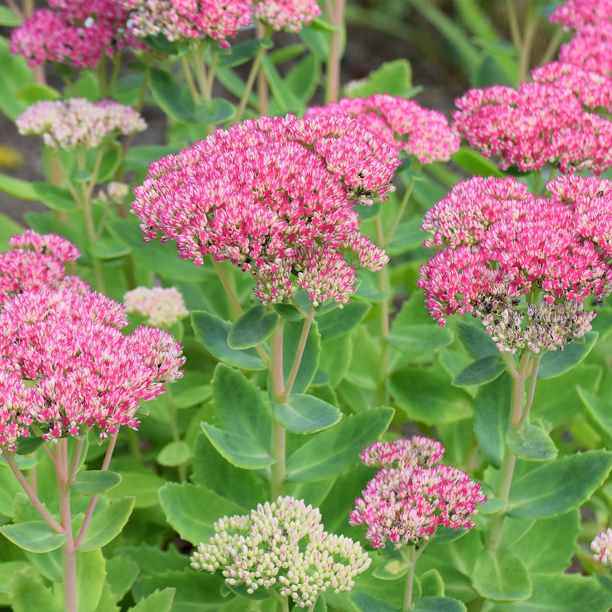 Bloomique - Set van 3 - Sedum Herbstfreude - Hemelsleutel - Tuinplanten - Winterhard - Hoogte 10-20 cm - Pot 9x9 cm