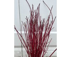 10 x Cornus alba 'Sibirica' - Kornoelje, witte kornoelje 60 - 90 cm in blote wortel