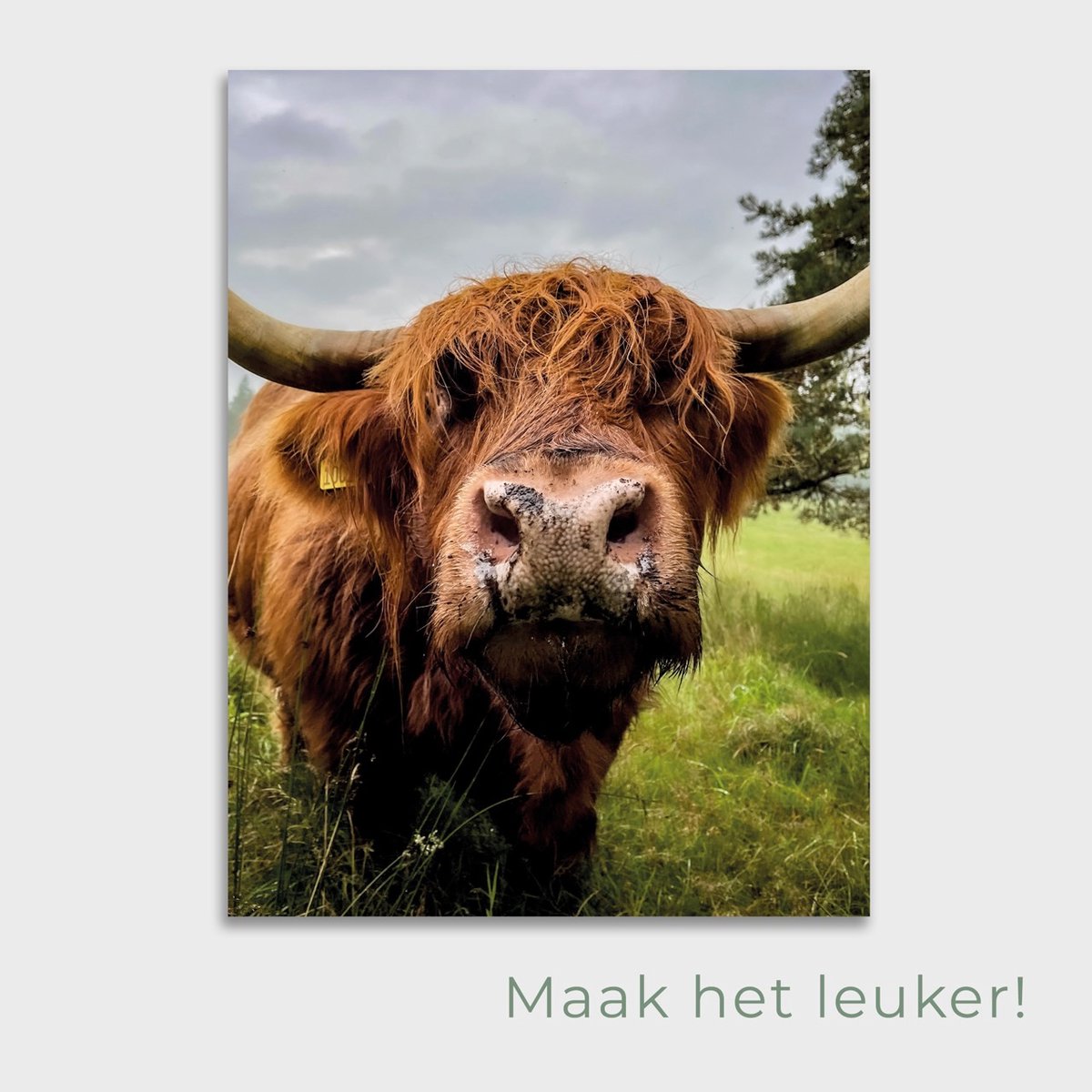 Tuinposter Highlander Neus - Posters voor in de tuin - Tuindecoratie - Tuinposter - 80 x 90 cm