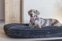 Een teckel met een gevlekt bruin-witte vacht ligt op een donkergrijs hondenbed met ribbels.