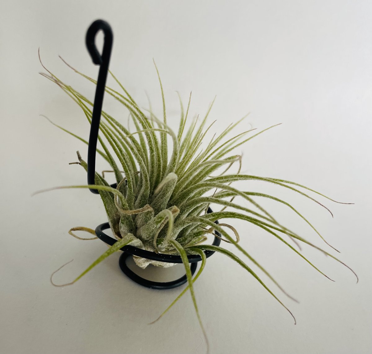 Metaal Luchtplantjes Houder – Set van 6 - Moderne Tillandsia Hangplant Hangdecoratie, Origineel Cadeau voor Plantenliefhebber, Verjaardag, Housewarming, "terug naar school" - Airplant Hanger, Binnen Plantenhouder, Trendy Plantenaccessoires Woonkamer