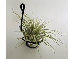 Metaal Luchtplantjes Houder – Set van 6 - Moderne Tillandsia Hangplant Hangdecoratie, Origineel Cadeau voor Plantenliefhebber, Verjaardag, Housewarming, "terug naar school" - Airplant Hanger, Binnen Plantenhouder, Trendy Plantenaccessoires Woonkamer