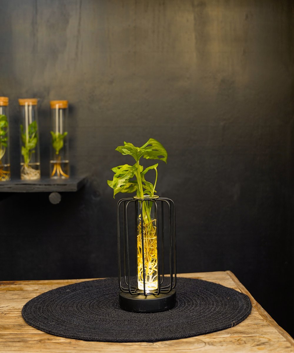 Turijn | lichtplantje | Hydroponie |Square|Monstera Adansonii