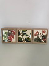 Fotolijsten met diverse natuurlijke prints (planten) - set van 3 stuks (houten frame)