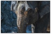 Aziatische olifant - Foto op Akoestisch paneel - 120 x 80 cm