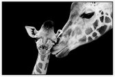 Giraffe koppel op zwarte achtergrond - Foto op Akoestisch paneel - 120 x 80 cm