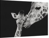 Giraffe koppel op zwarte achtergrond - Foto op Canvas - 60 x 40 cm