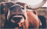 Texas longhorn van dichtbij - Foto op Forex - 45 x 30 cm