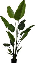 zimmerpflanze tricolor HOYA CARNOSA TRICOLOR online kaufen bei potflourri