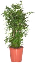 Polyscias Ming