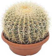 Echinocactus
