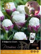 Premium Tulp Ice Cream 11/12 3st