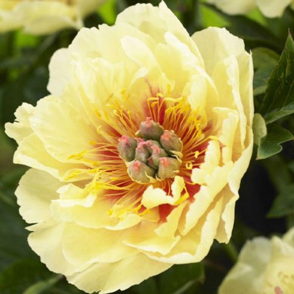Pioenroos Wortel - Yellow Passion - Tuinplant Winterhard - 1 stuk - Geel - Buitenplanten