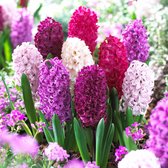 15x Hyacinthus orientalis 'Velvet Mix' - Hyacinten - Paars-wit-roze - Vroegbloeiers - 15 bloembollen Ø 14-15cm