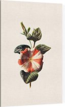 Petunia (Striped Petunia White) - Foto op Canvas - 100 x 150 cm