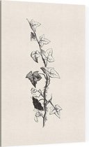 Klimop zwart-wit 2 (Ivy) - Foto op Canvas - 60 x 90 cm