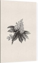 Paardenkastanje zwart-wit (Horse Chestnut Flower) - Foto op Canvas - 60 x 90 cm