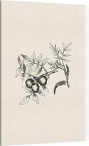 Walnoot zwart-wit (walnut) - Foto op Canvas - 30 x 45 cm