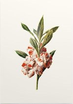Impatiens Balsamina (Balsam White) - Foto op Posterpapier - 42 x 59.4 cm (A2)