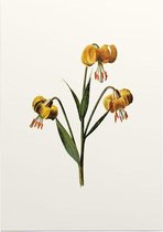 Turkse Lelie (Martagon Lily White) - Foto op Posterpapier - 50 x 70 cm (B2)