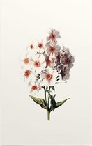 Vlambloem (Phlox White) - Foto op Forex - 40 x 60 cm