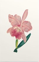 Orchidee Aquarel 3 (Orchid) - Foto op Forex - 80 x 120 cm