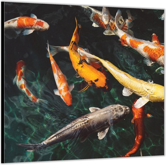 Dibond –Kooi Karpers in Water– 80x80 Foto op Aluminium (Met ophangl)