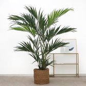 Kunstplant Kentia palm - 220cm hoog