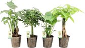 Trendy Kamerplanten Hellogreen - Set van 4 - Iron Leaf sierpotten