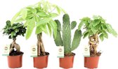 Makkelijke Kamerplanten Hellogreen - Set van 4 - zonder sierpotten