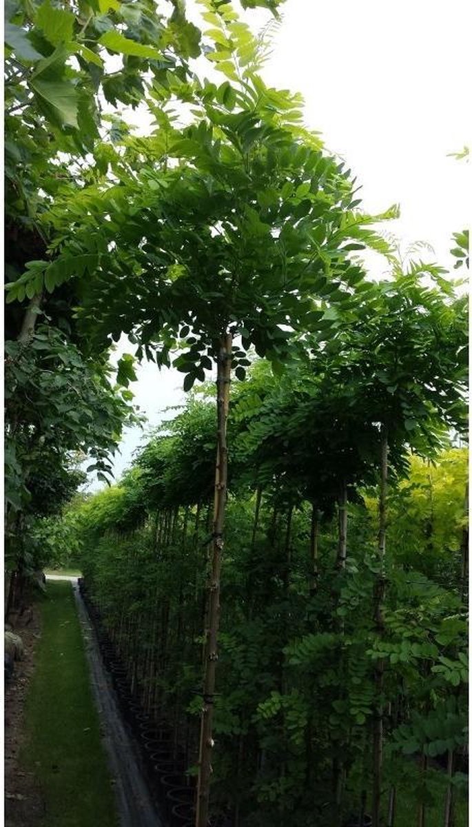 Bolacacia Robinia pseudoacacia Umbraculifera Stamomtrek 3540 cm Stamhoogte 220 cm