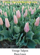 tulp Poco Loco 25 bollen maat 12/+ tulpen bloembollen